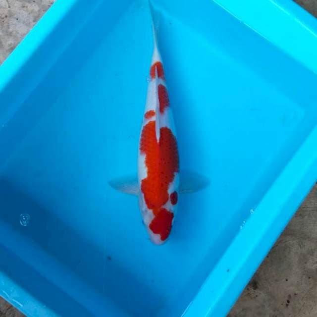 NJK - ORIGINAL KOHAKU