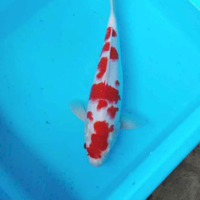 NJK - SAKURA KOHAKU