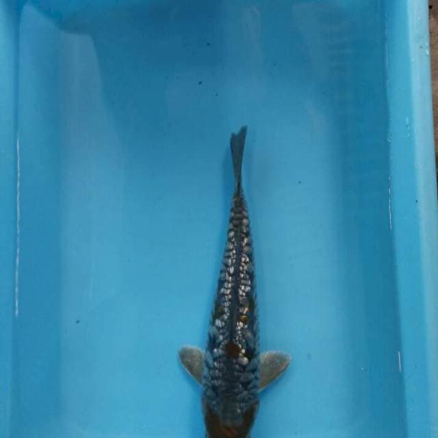 BLACK OCHIBA TANCO MURNI 