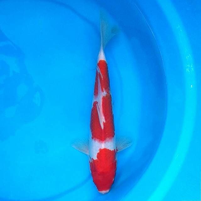 Kohaku 3ND 30