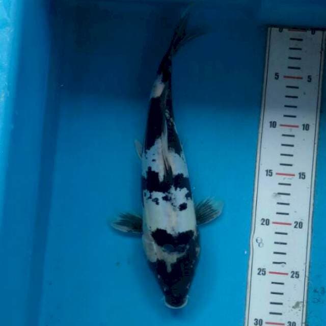 Shiro Utsuri Doitsu 31cm