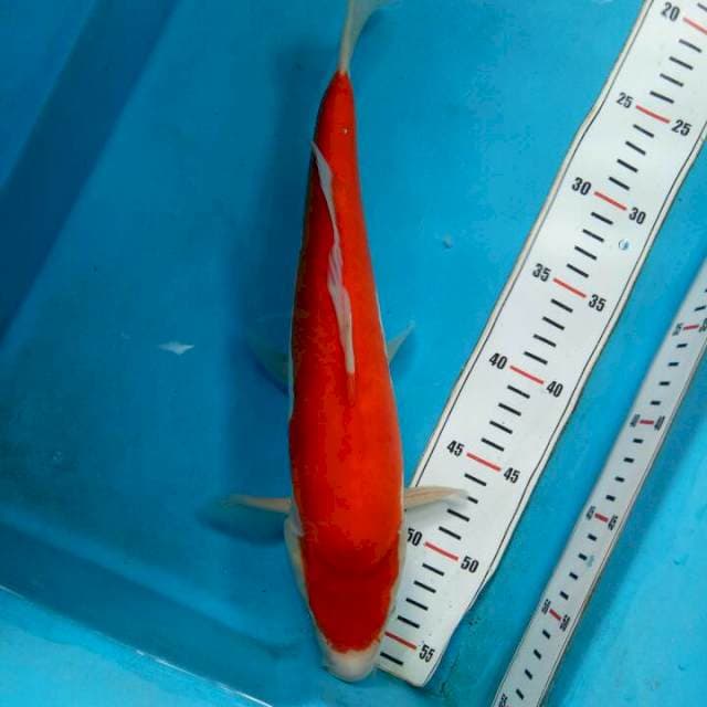 Ki Kohaku Doitsu 34cm