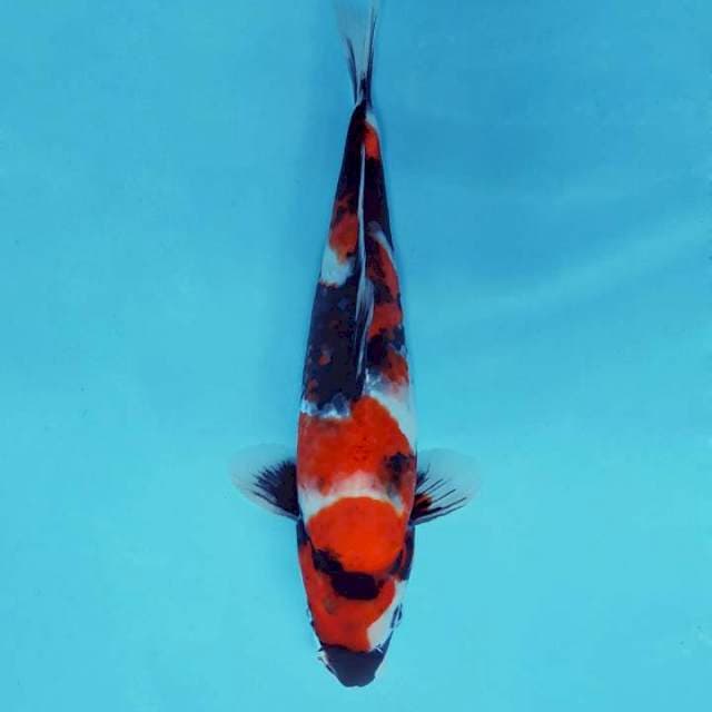 HANZO 13 ~ SHOWA SANSOKU ™