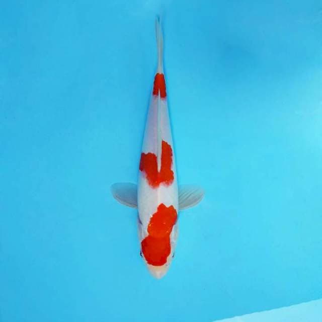 HANZO 16 ~ KHK 3 STEPS ™