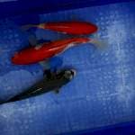Koi ukur 25 sampai 28 cm