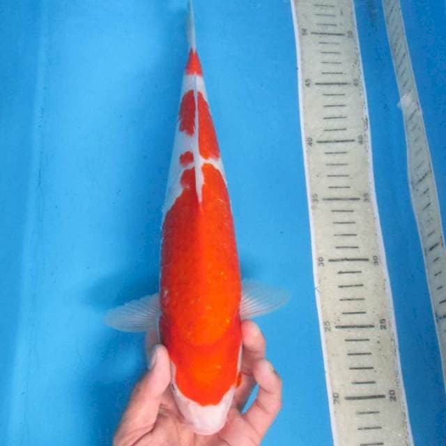 Kohaku strong