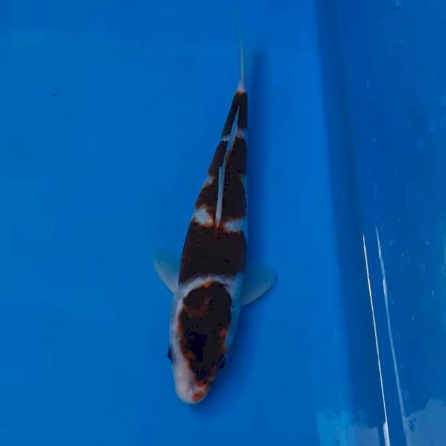 Goromo