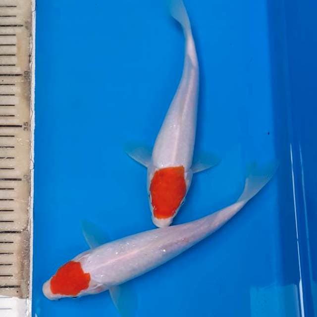 Duo Tancho Kohaku