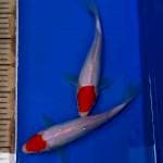 Duo Tancho Kohaku