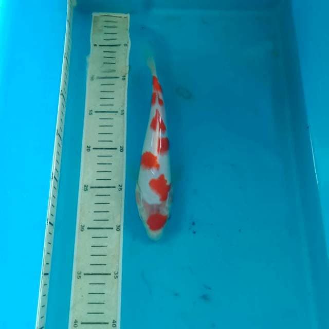 Kohaku 24cm