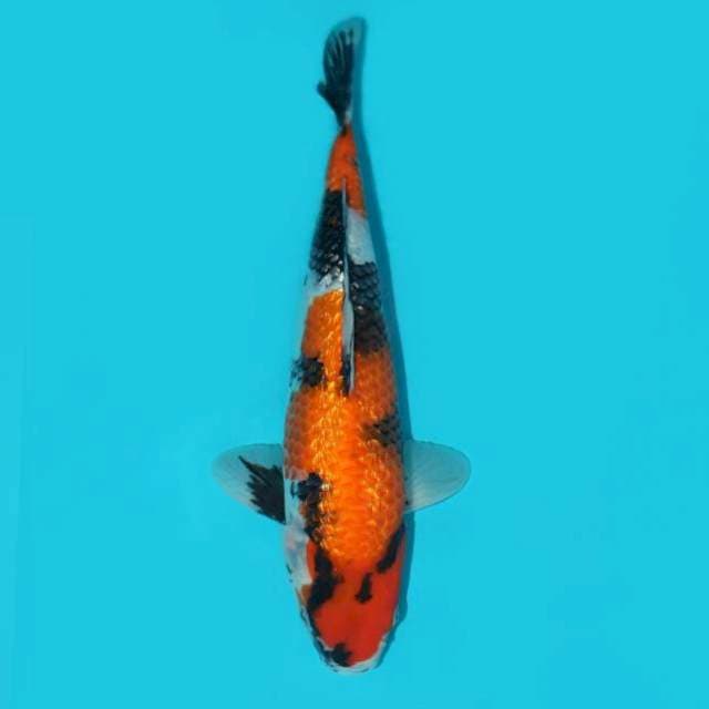 SHOWA GINRIN 34 CM