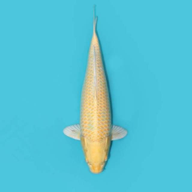 OGON 35 CM