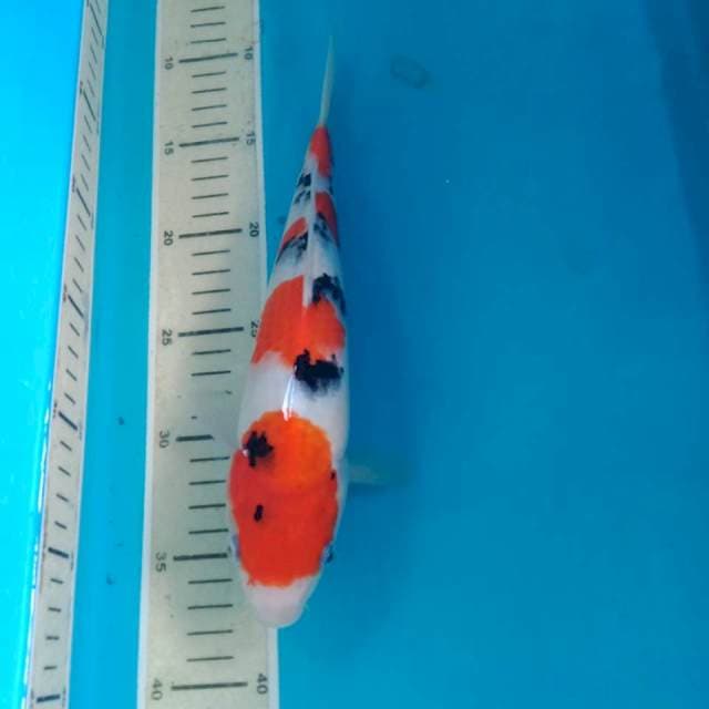 Sanke 27 cm