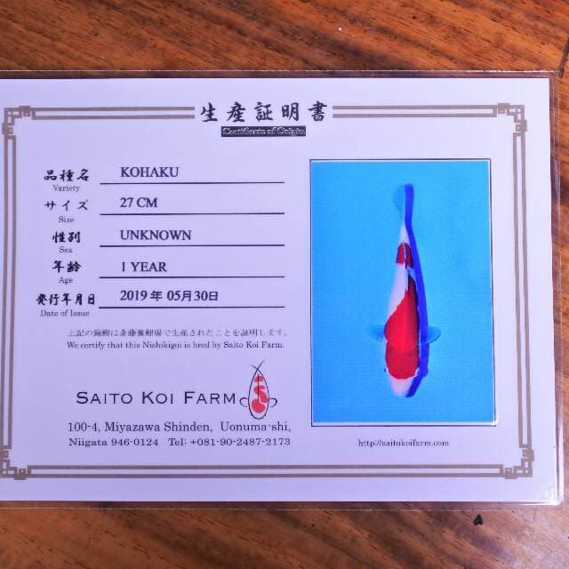 Kohaku (Saito) 27cm. Import & Breeder Sertifikat