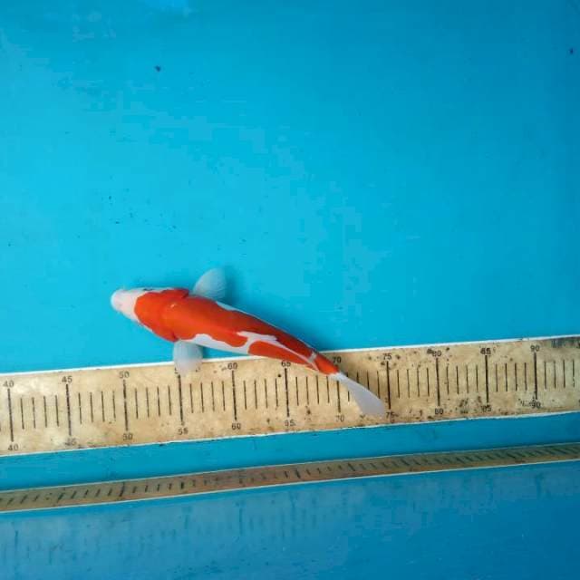 Mukuss kohaku
