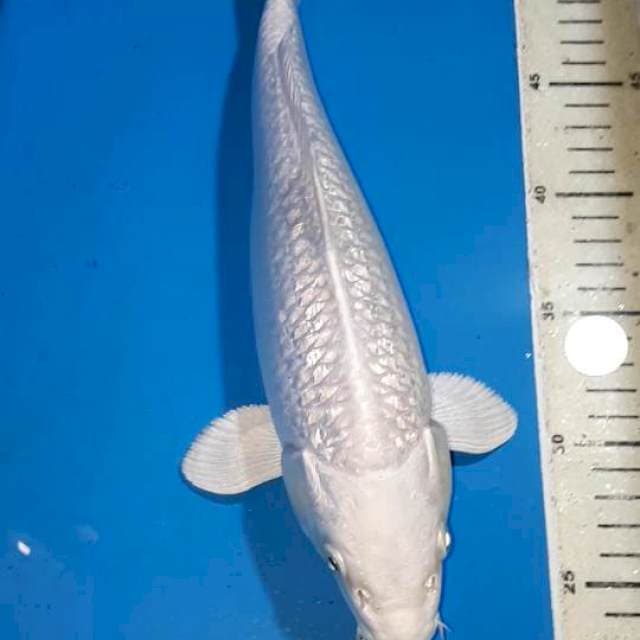 PLATINUM FULL GINDRIN BULKY 31 CM