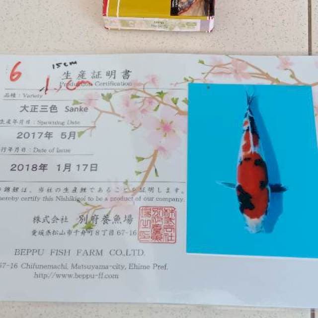 Sowa import beppu serti breeder