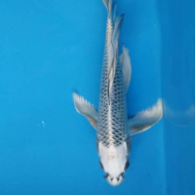 KUMPAY MATSHUBA