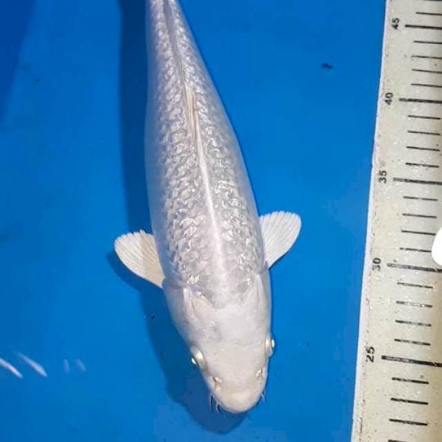 PLATINUM FULL GINDRIN BULKY 30 CM