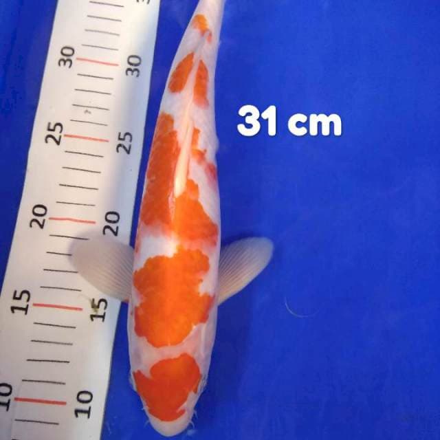 Tancho kohaku 31 cm