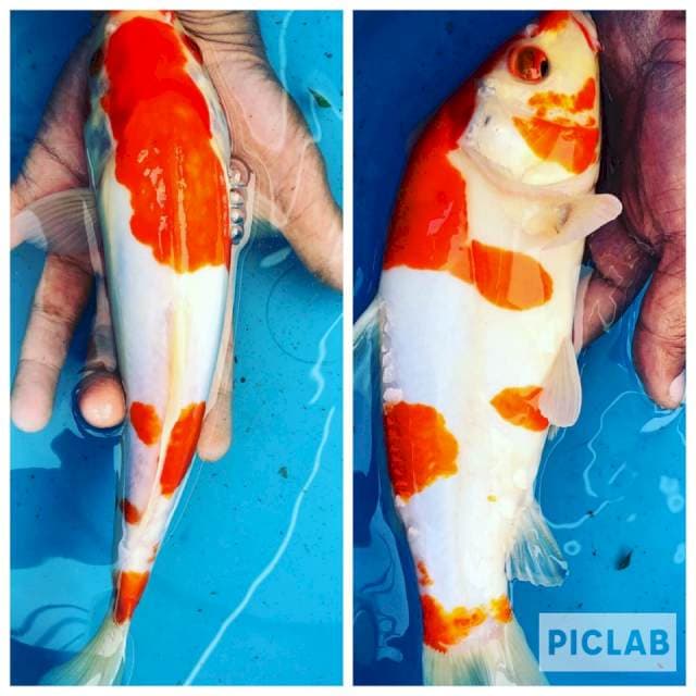 Kohaku 30cm