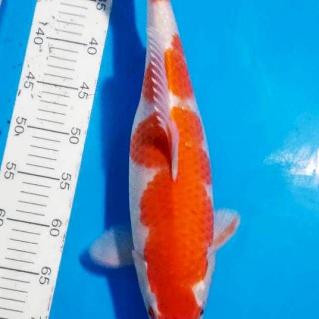 Kohaku bulky
