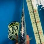 Asagi Ginrin 30 Bu