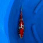 Kohaku BK 32