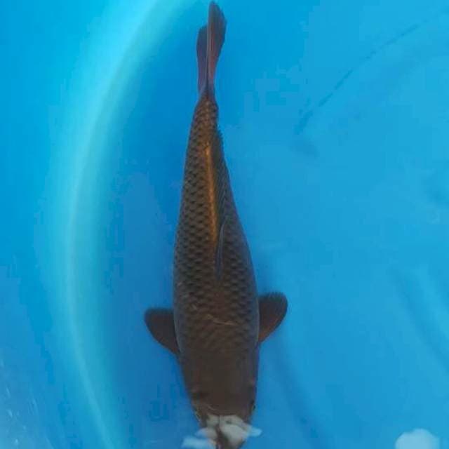Chagoi Tembaga