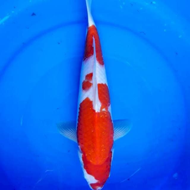 Kohaku
