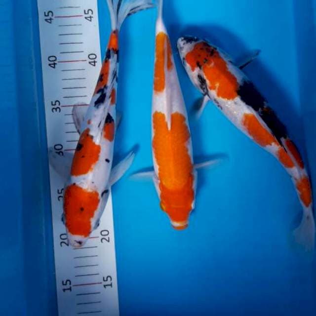 3ekor mix sanke doit, kohaku, showa