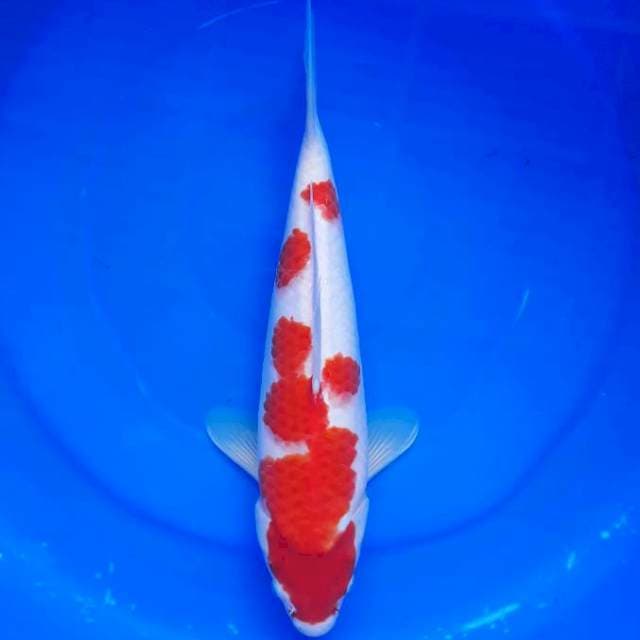 Kohaku