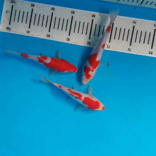 Mix kohaku