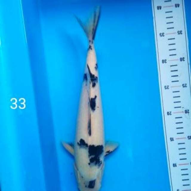 bekko 33 cm