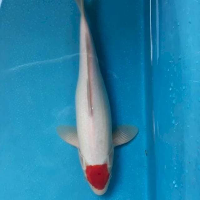 Tancho Kohaku Ori