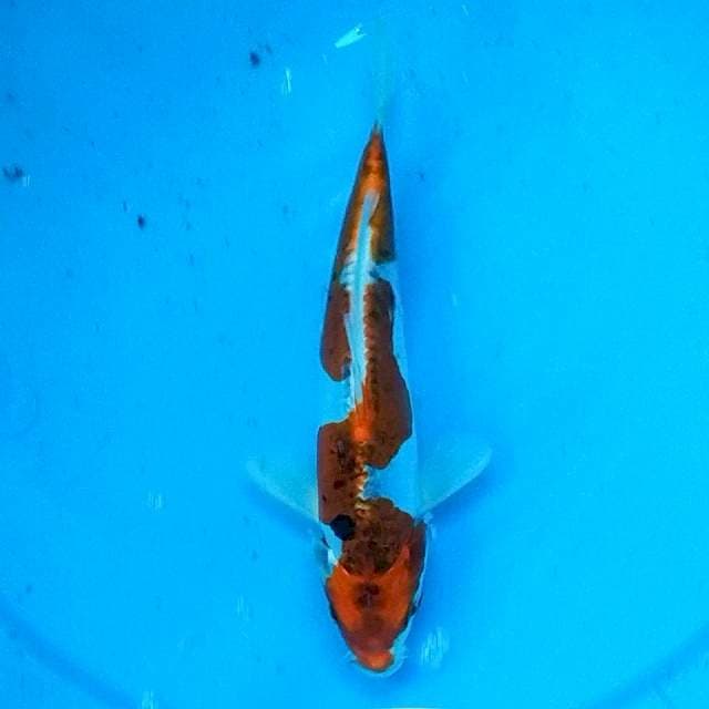 22CM - INAZUMA KIKOKURYU