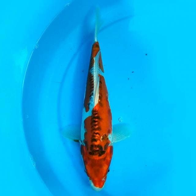 31CM - KIKOKURYU