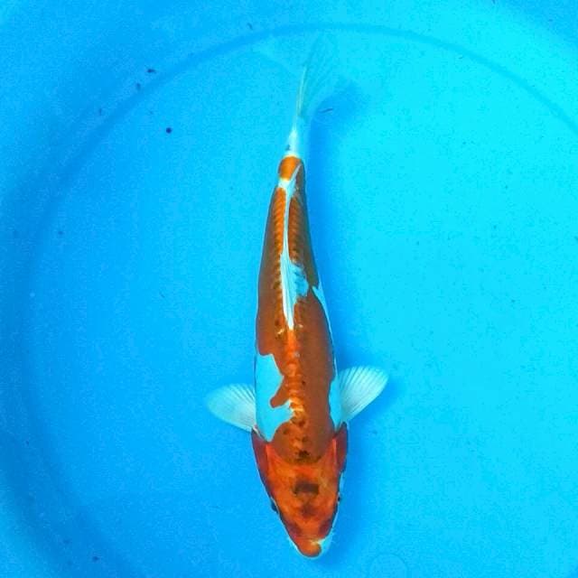 28CM - ORENJI HARIWAKE