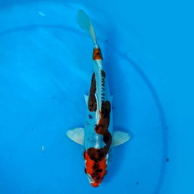 24CM - INAZUMA KIKO