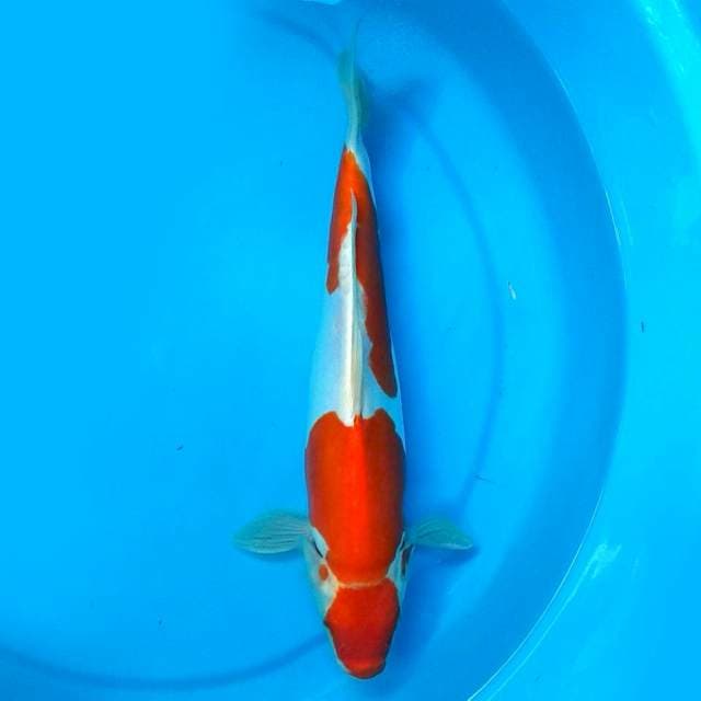 32CM - KIKUSUI