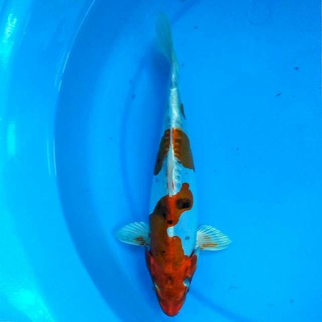 26CM - KIKO