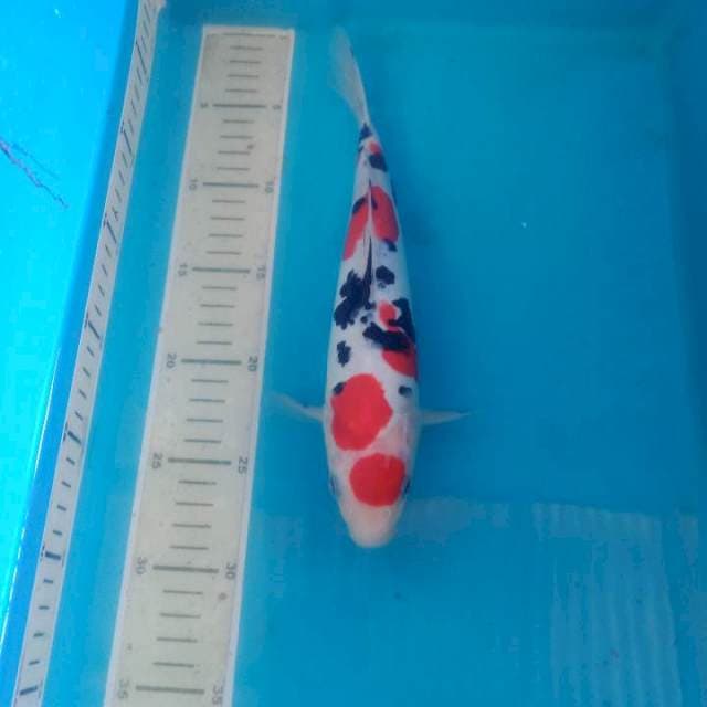 Sanke Doit 26 cm