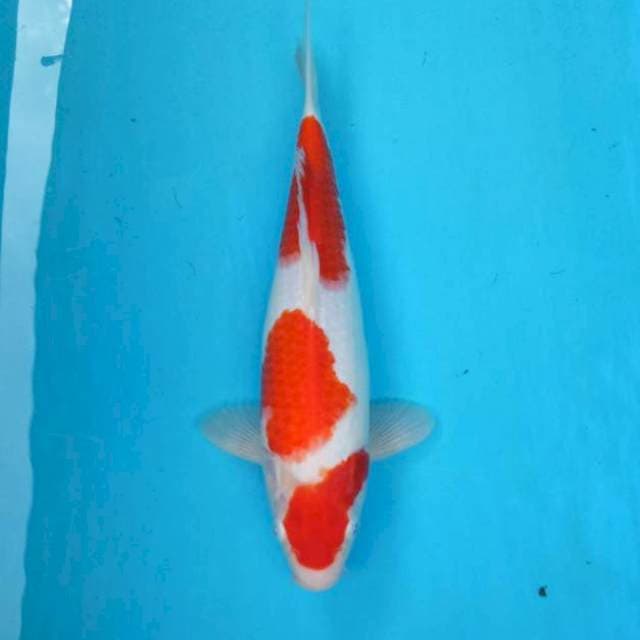 BKS ( KOHAKU 32 CM )