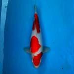 BKS ( KOHAKU 32 CM )