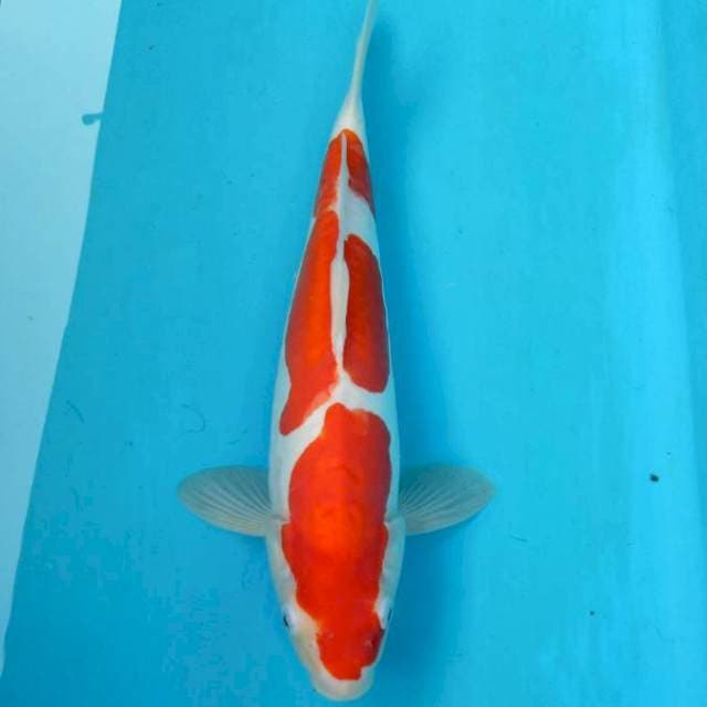 BKS ( KOHAKU DOITSU 36 CM 