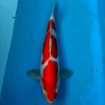 BKS ( KOHAKU DOITSU 36 CM 