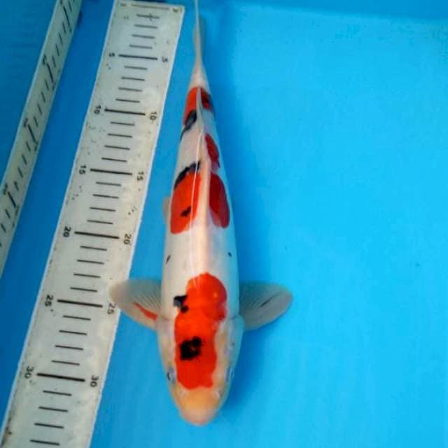 BKS (SANKE 32 CM )