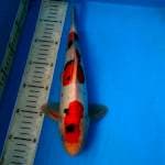 BKS (SANKE 32 CM )