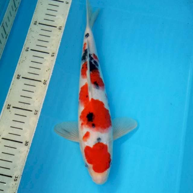 BKS ( SANKE 29 CM ) 