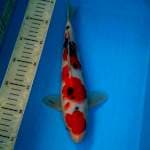 BKS ( SANKE 29 CM ) 